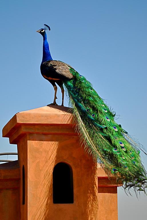 Riad Al Mendili Private Resort & Spa Had Abdallah Rhiat Exteriör bild